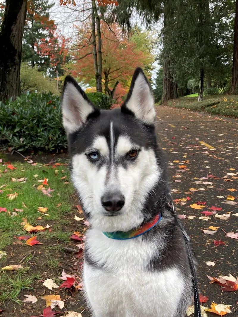 Clarity the Husky