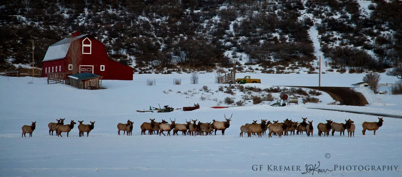 Elk herd standing in a snowy landscape